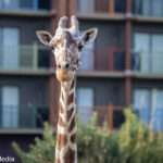 Ryan Ranahan Creative Studio Copyright 2019