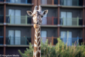 Ryan Ranahan Creative Studio Copyright 2019